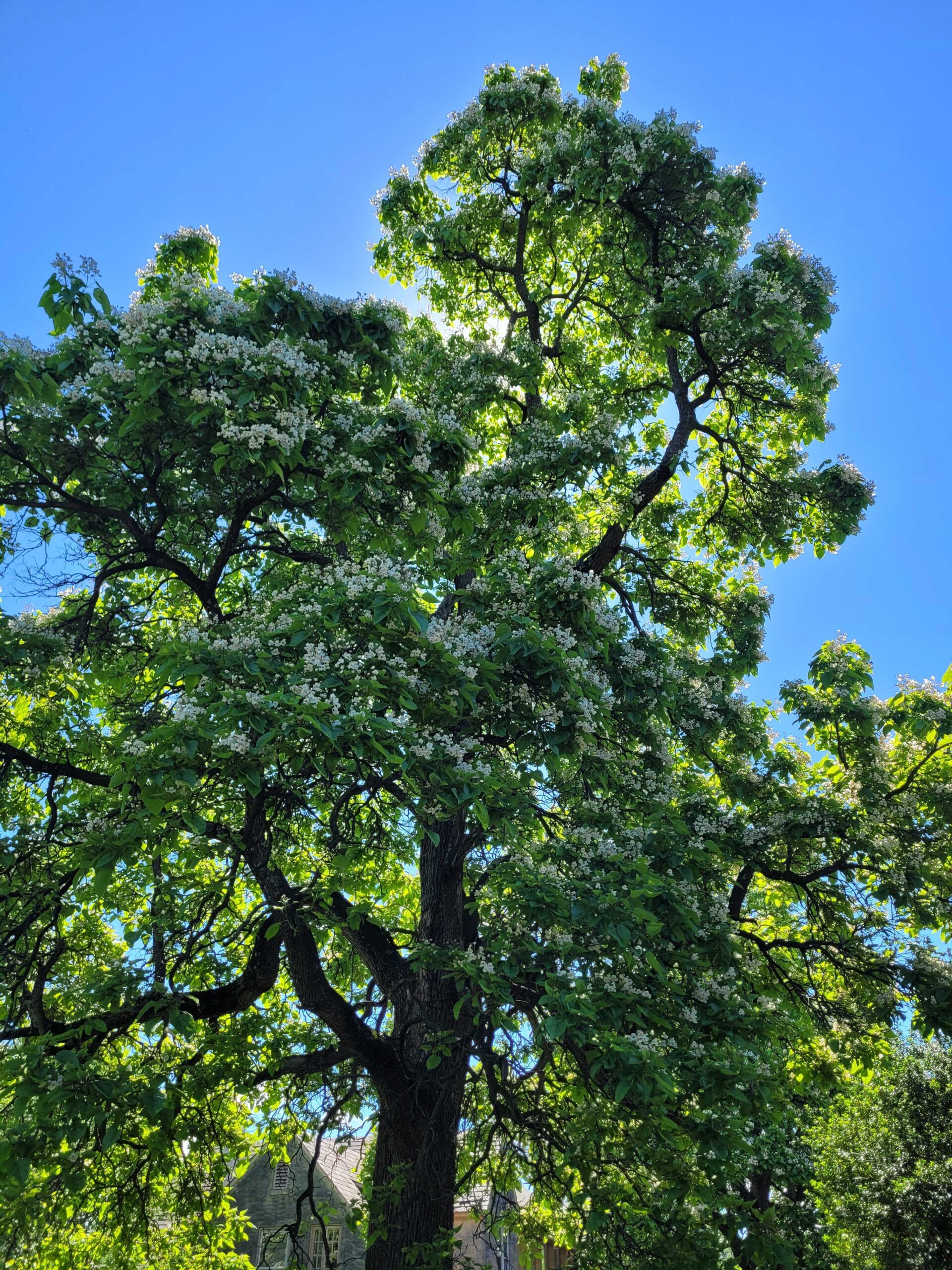 A Northern Catalpa with blooming flowers.