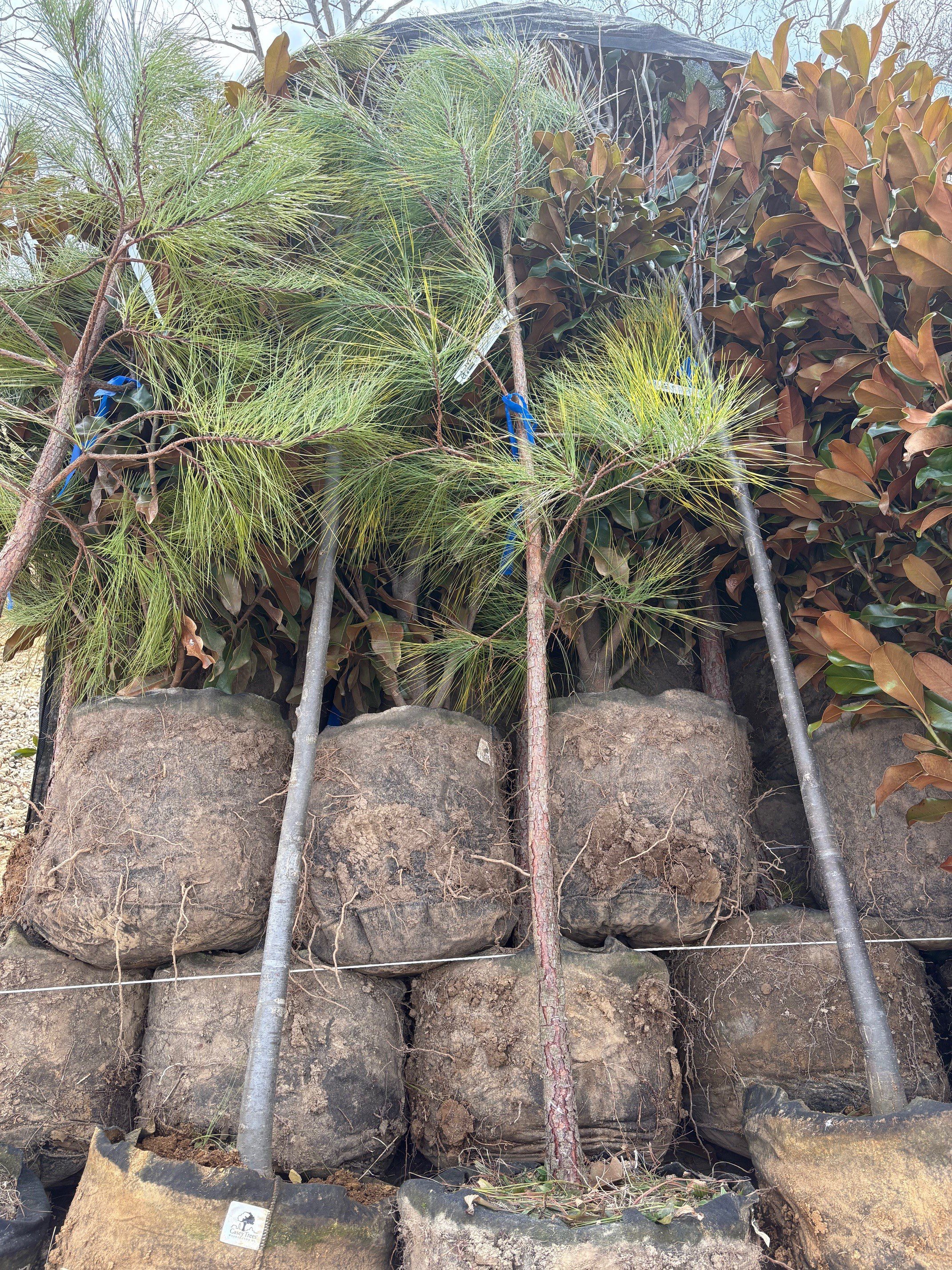 Stack of coniferous and deciduous trees on a truck