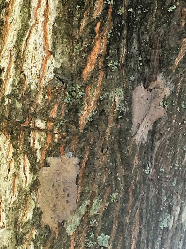 Spotted lanternfly egg masses appear as a smear of mud