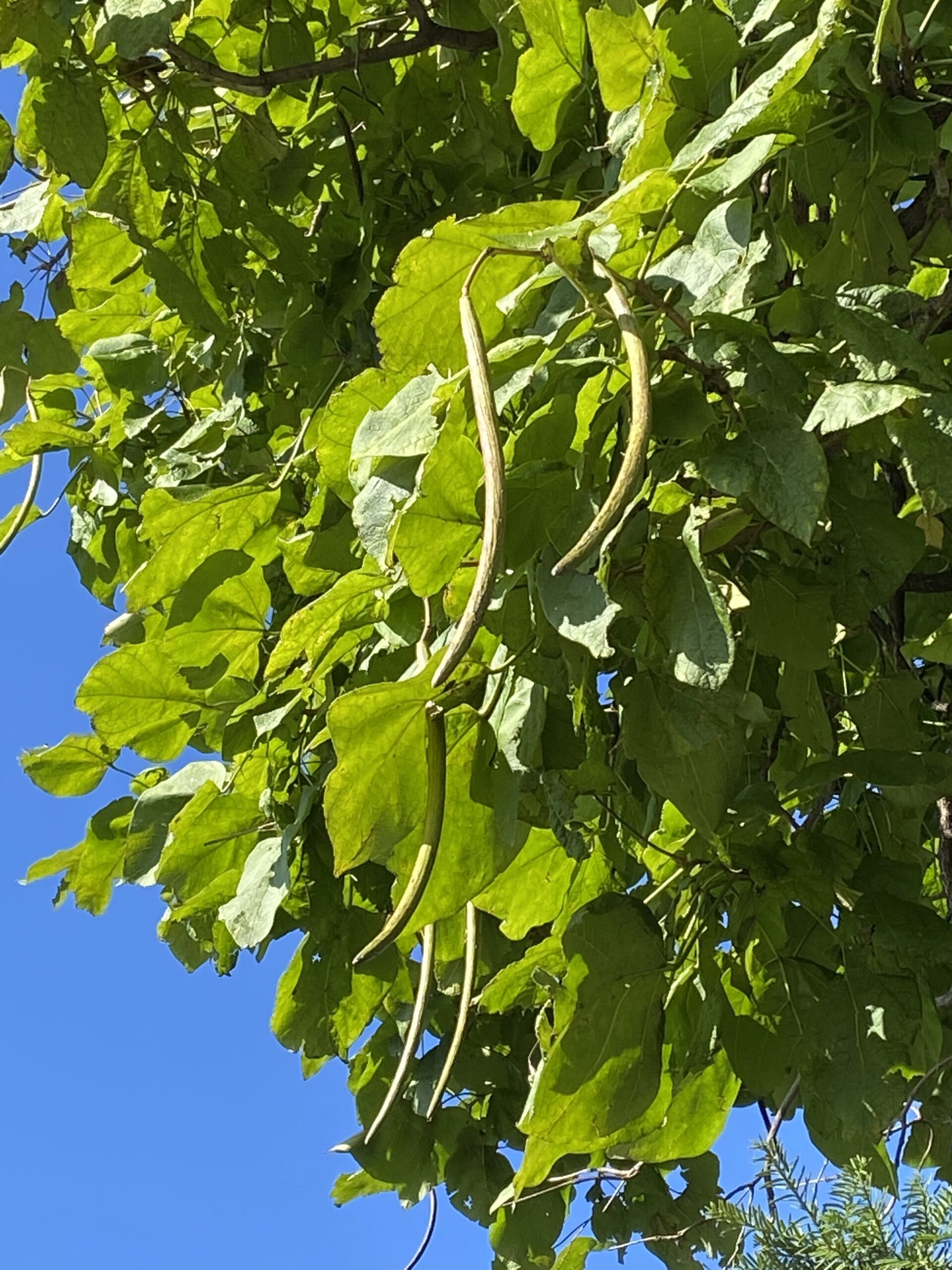 The seed pods of a Northern Catalpa.