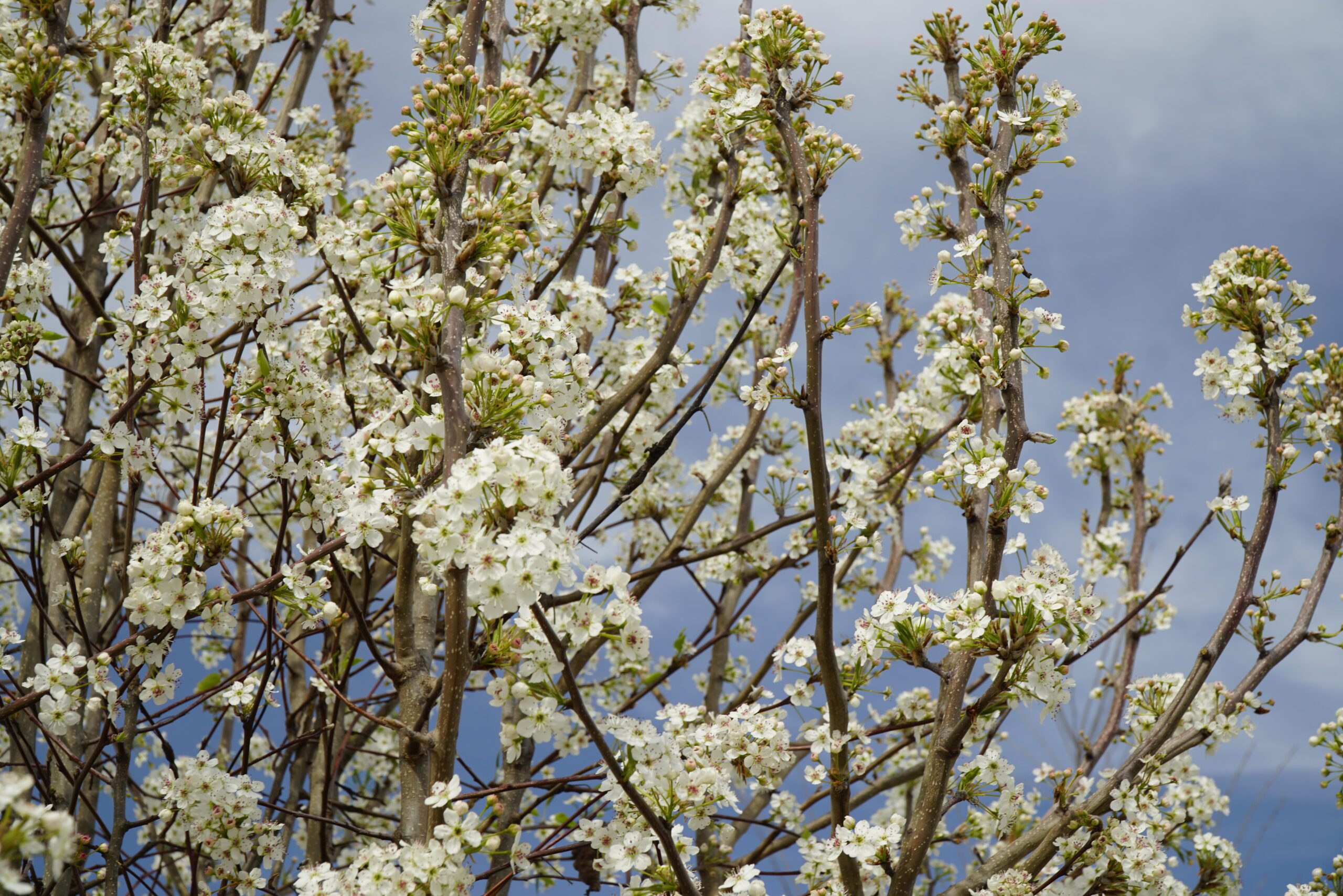 Close-up of Bradford Pear blossoms.