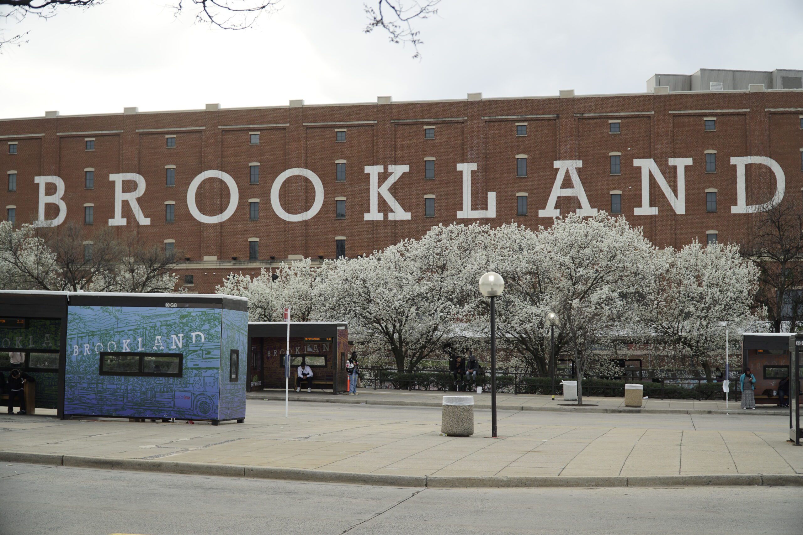 Bradford Pears lining Brookland/CUA metro station.