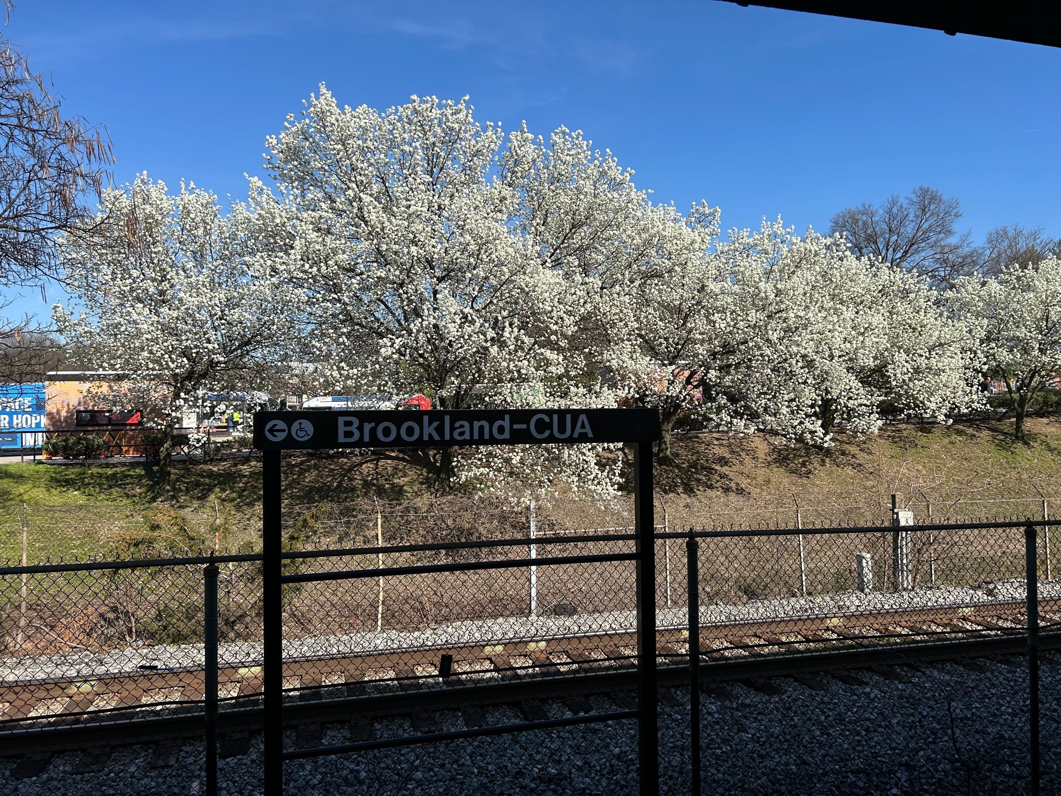 Bradford Pears located at the Brookland/CUA metro station.