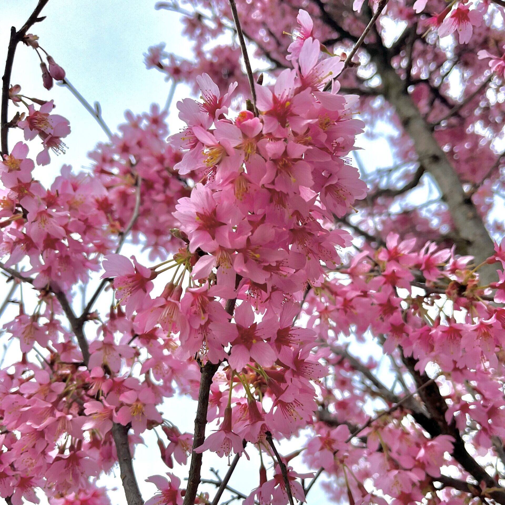 Okame Cherry in bloom.