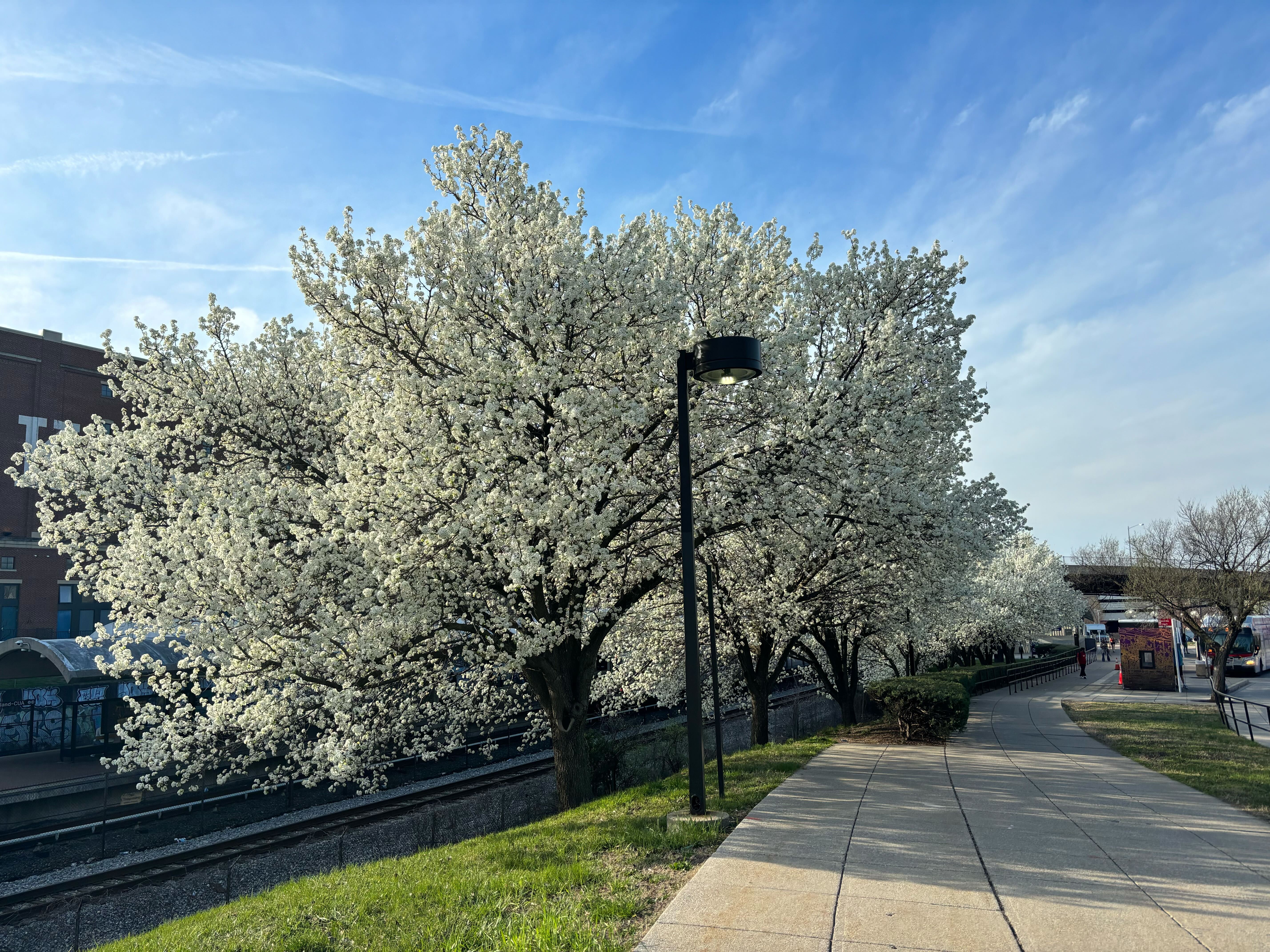 Bradford Pears located at the Brookland/CUA metro station.
