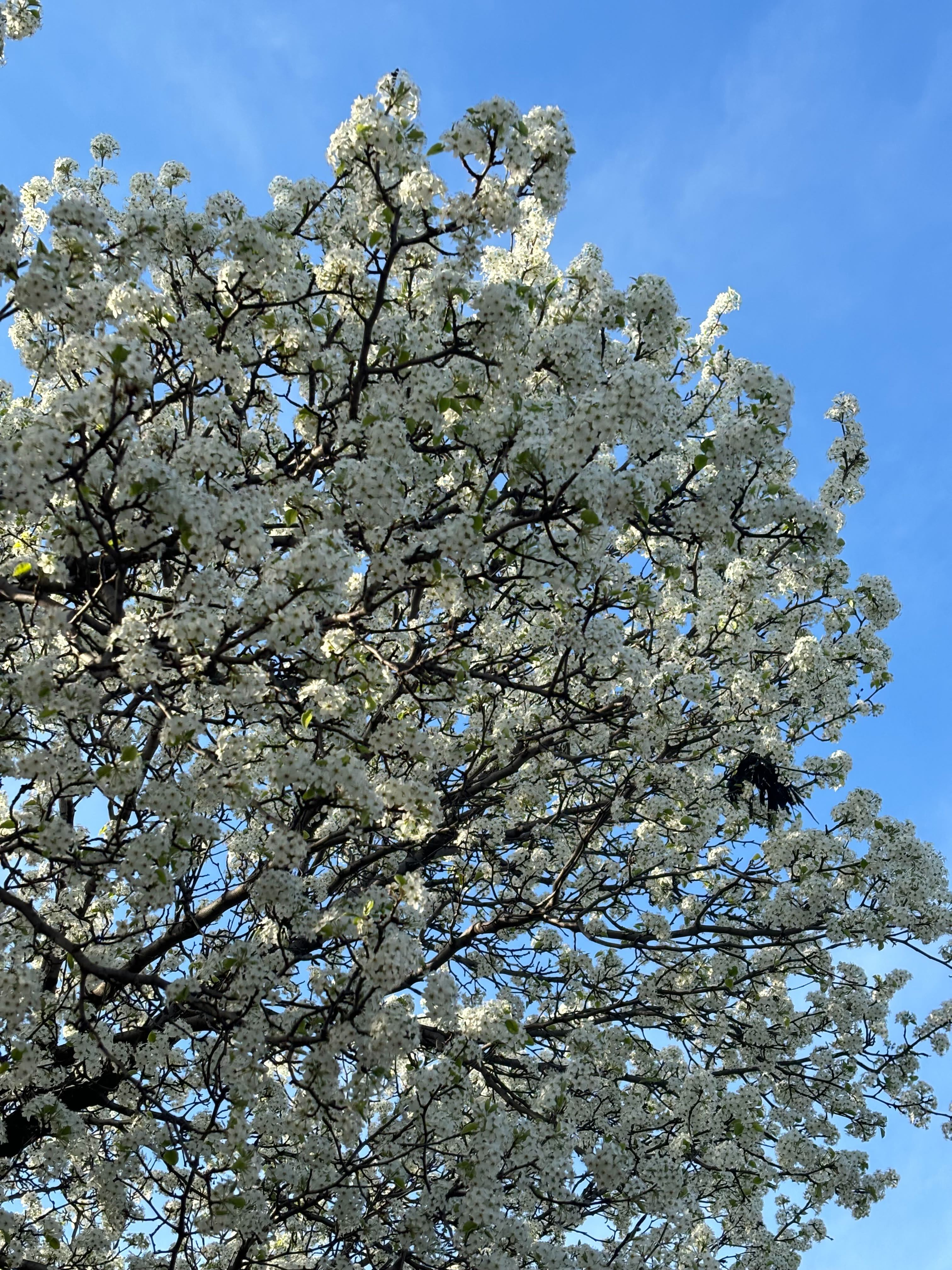 Bradford Pears located at the Brookland/CUA metro station.