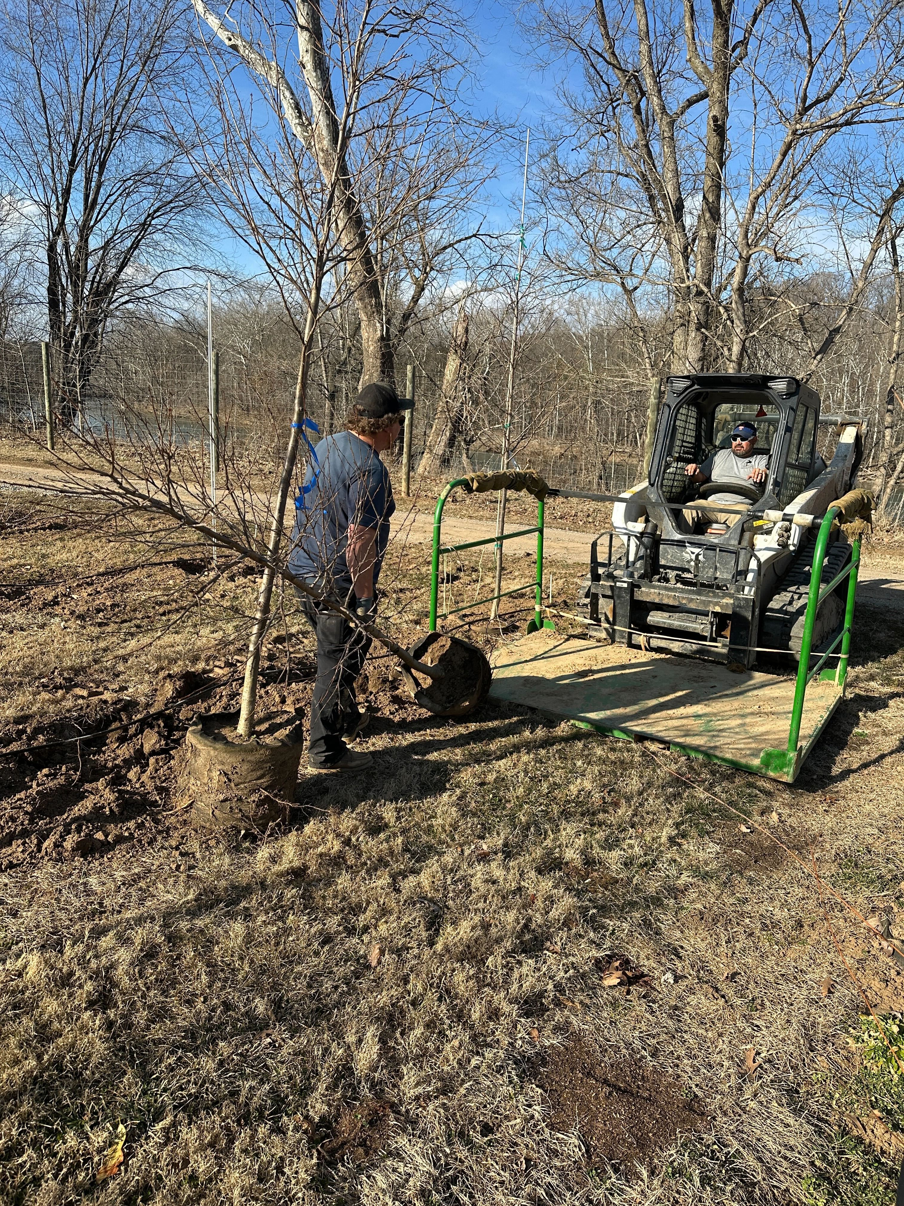Digging trees with heavy equipment at Casey Tree Farm