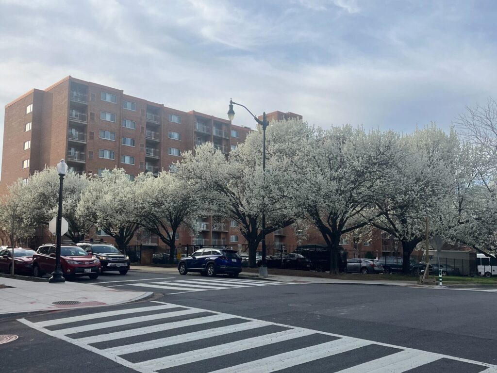 Bradford Pears located at the intersection of First and I street.