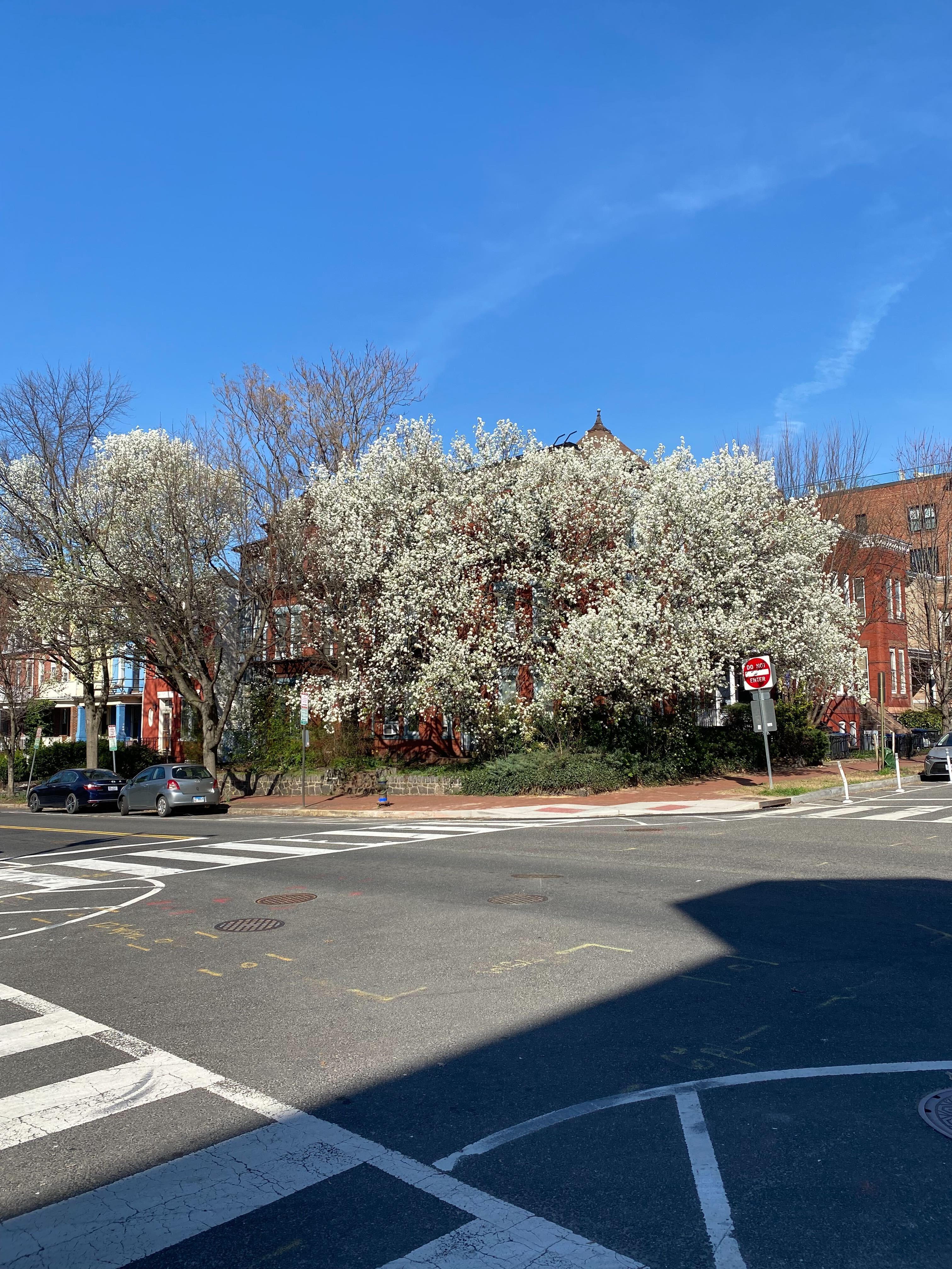 Bradford Pears located at 8th and E street intersection.