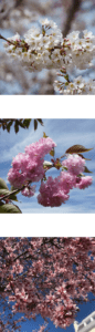 Close ups of Yoshino, Kwanzan, and Okame Cherry trees