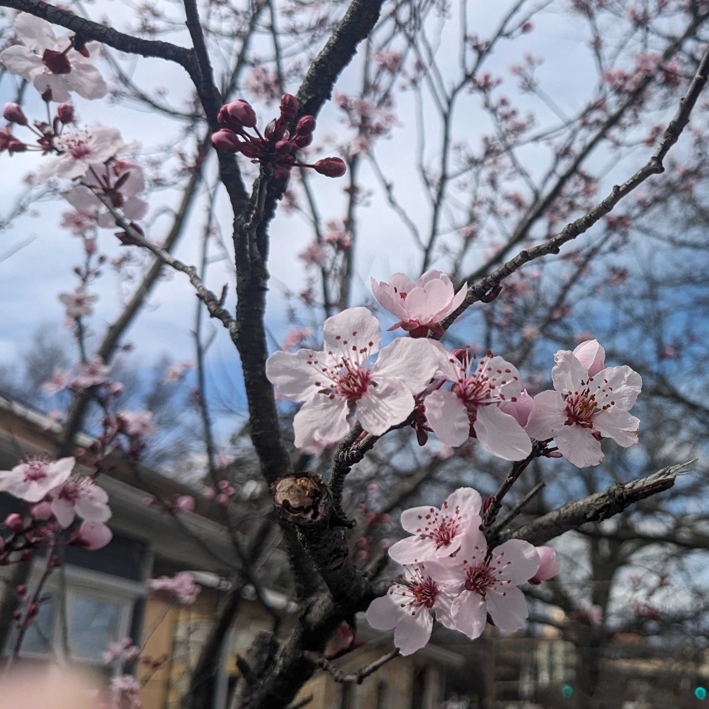 Yoshino Cherry in bloom.