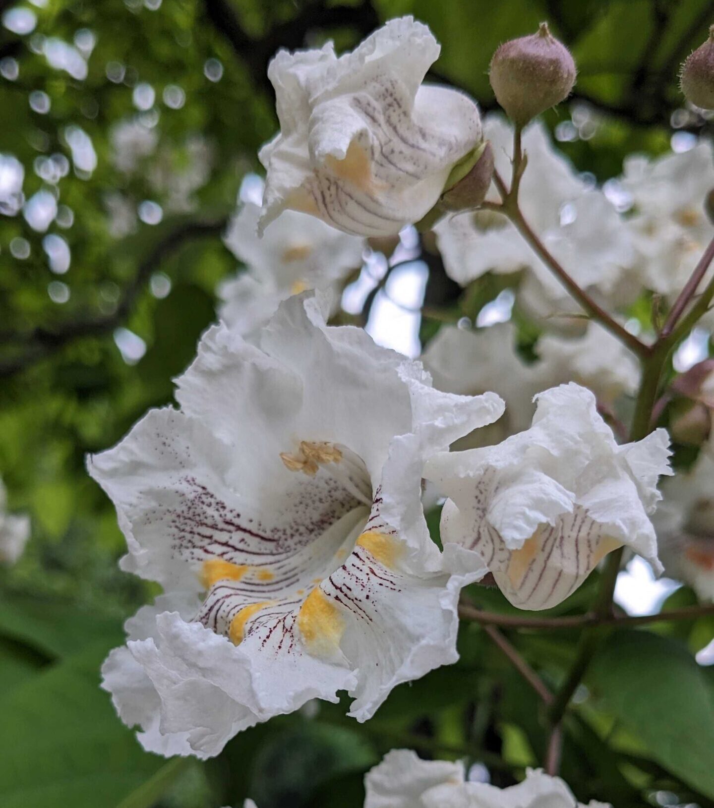 Northern Catalpa Flowers