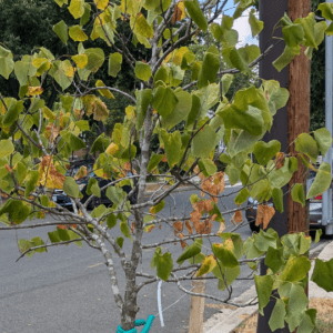 A street tree in need of water - edge burn