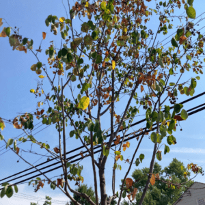 A street tree in need of water - brown/yellow leaves