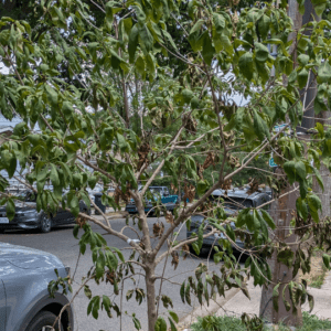 A street tree in need of water - wilting leaves
