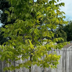 A street tree in need of water - yellowing leaves