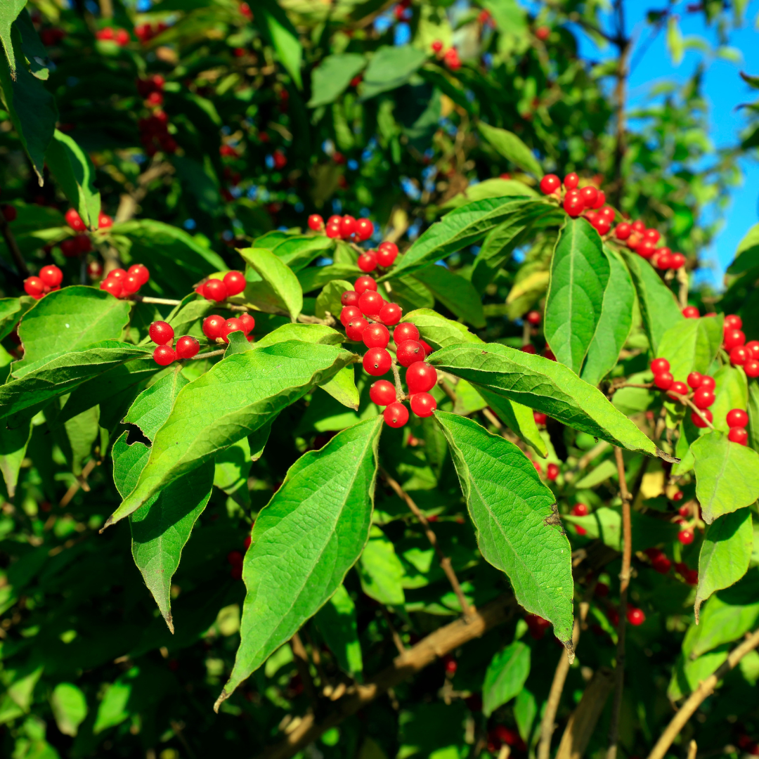 Bush Honeysuckle