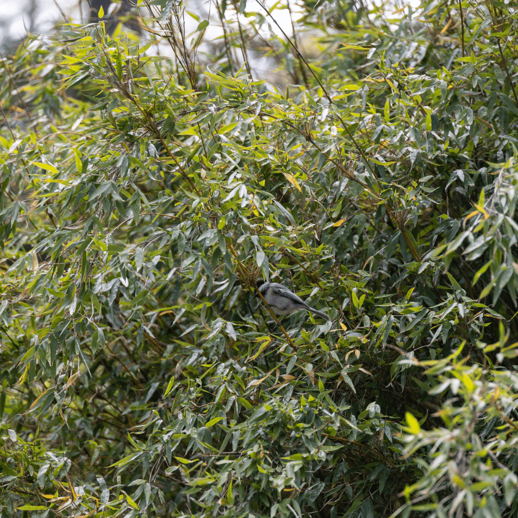 bamboo