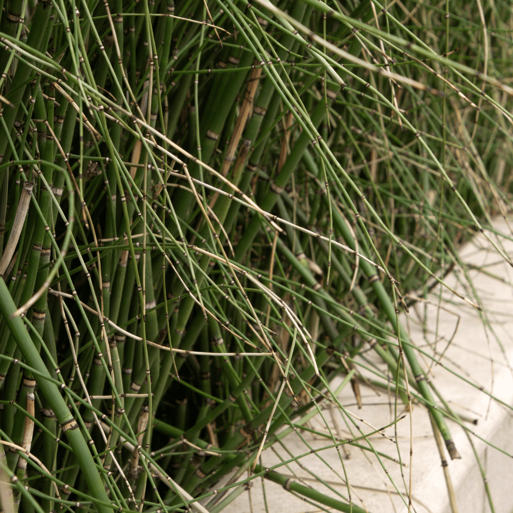 bamboo