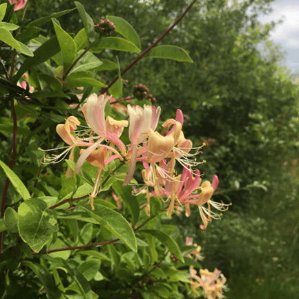 Bush Honeysuckle