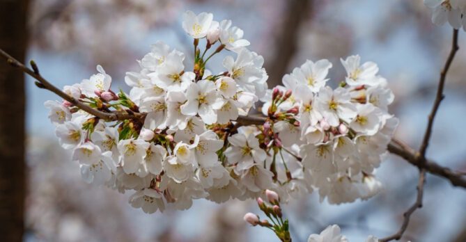 A closeup of a Yoshino Cherry blossom.