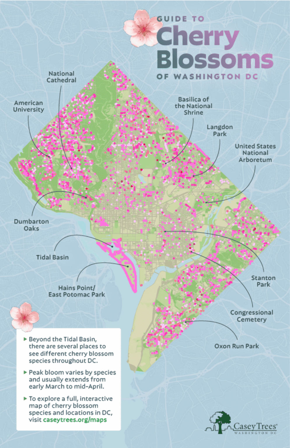 Cherry Blossom Season is Here! Find Blooms Near You. - Casey Trees