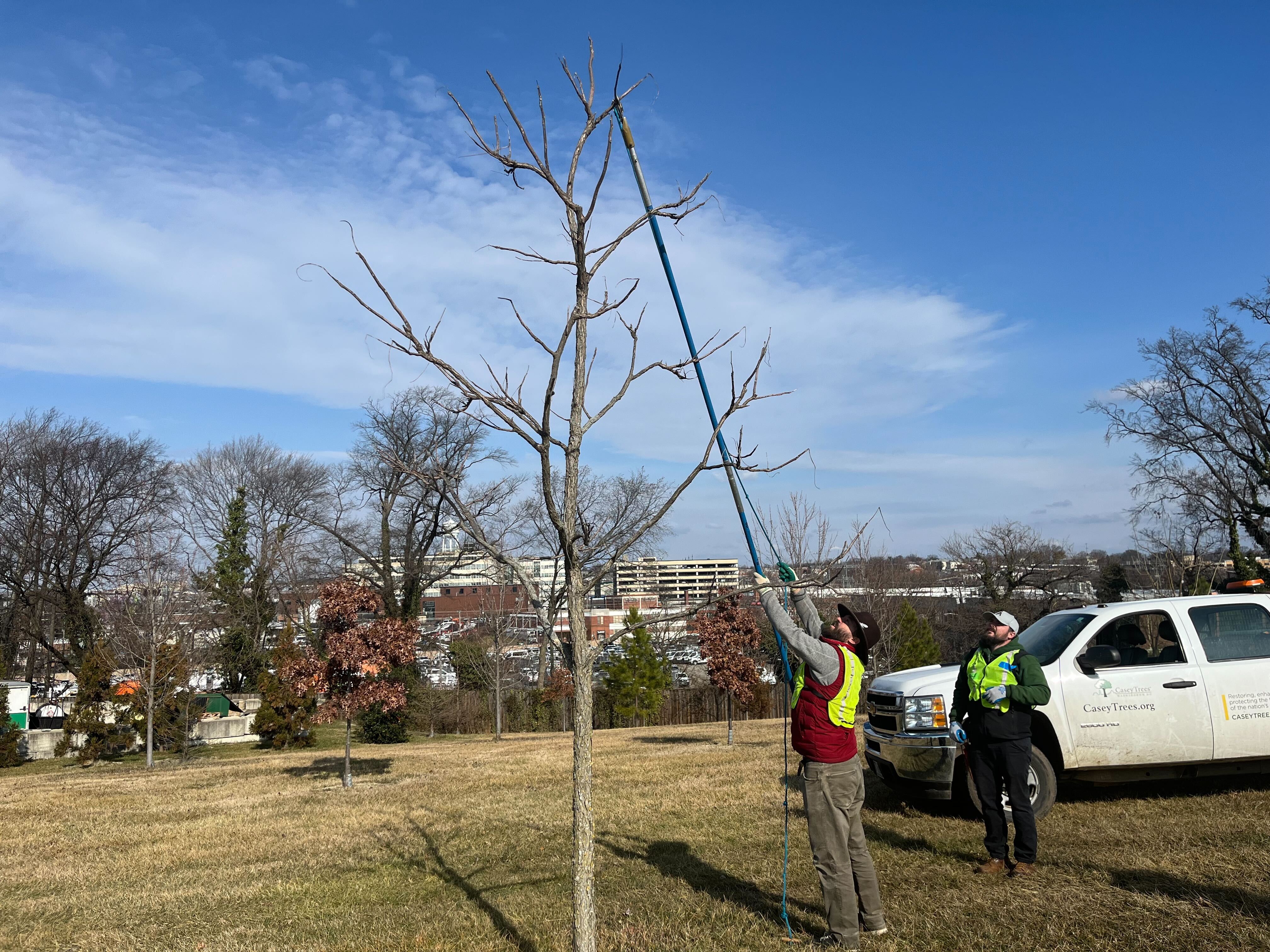 Trained volunteers pruning trees at Mount Olivet Cemetery.