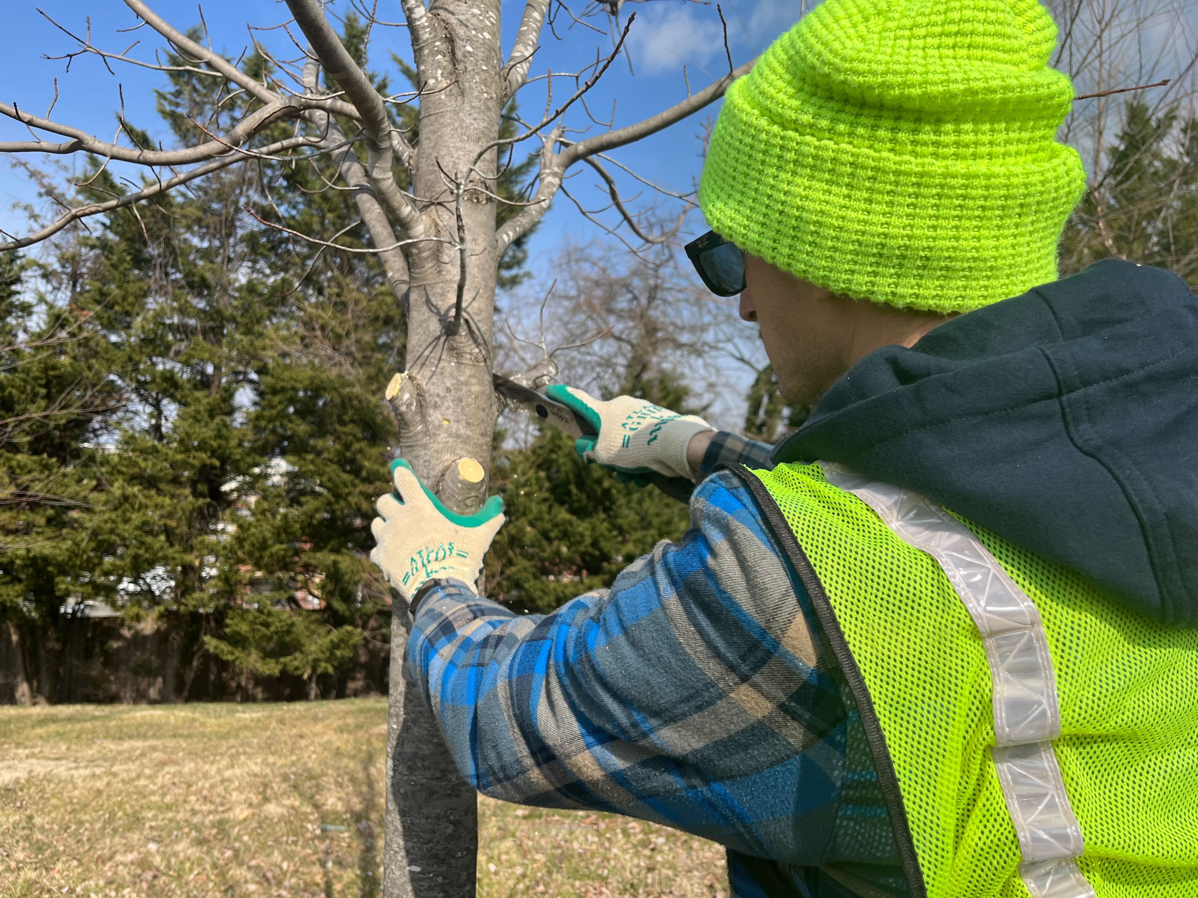 Trained volunteers pruning trees at Mount Olivet Cemetery.