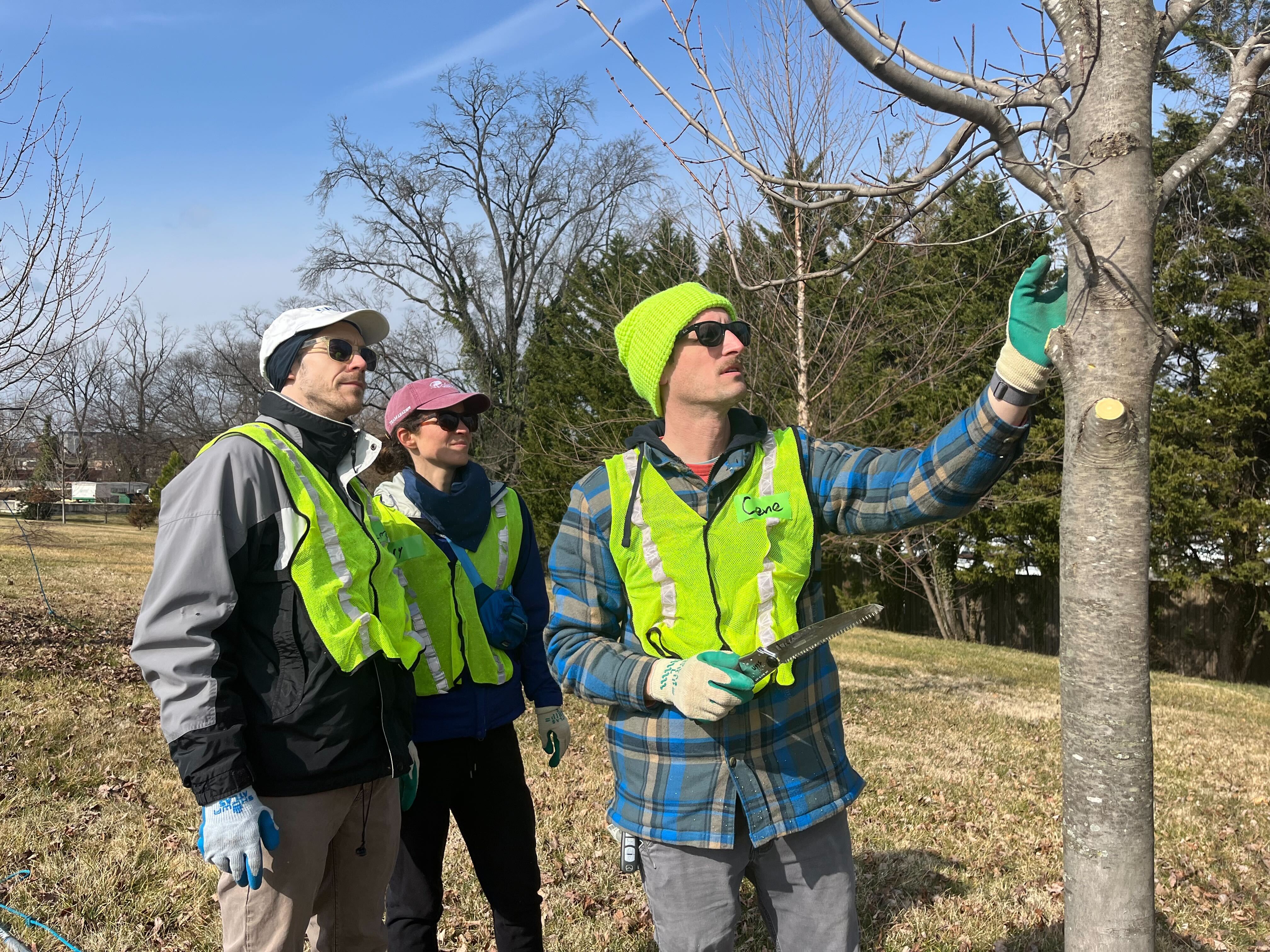 Trained volunteers pruning trees at Mount Olivet Cemetery.