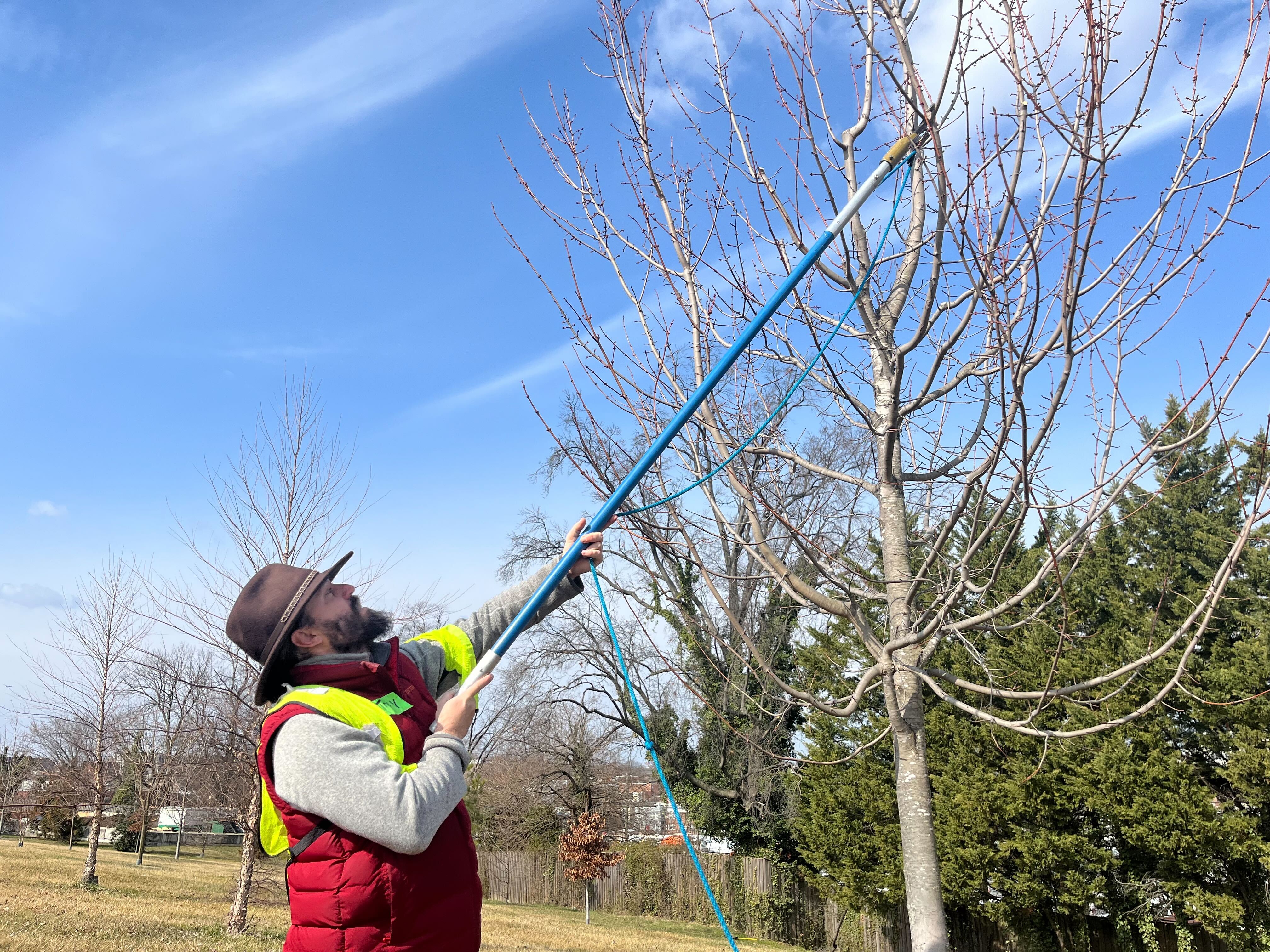 Trained volunteers pruning trees at Mount Olivet Cemetery.