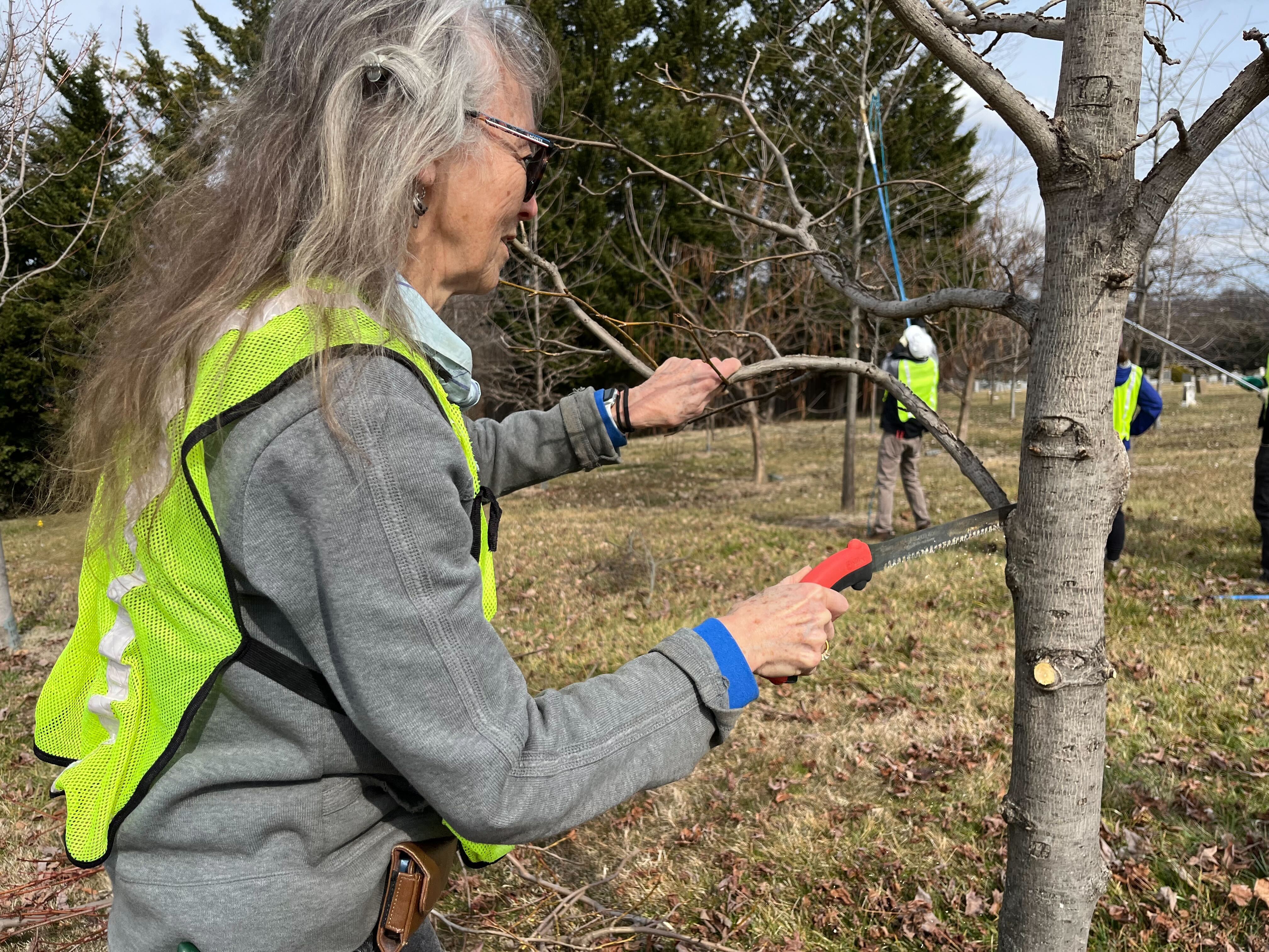 Trained volunteers pruning trees at Mount Olivet Cemetery.