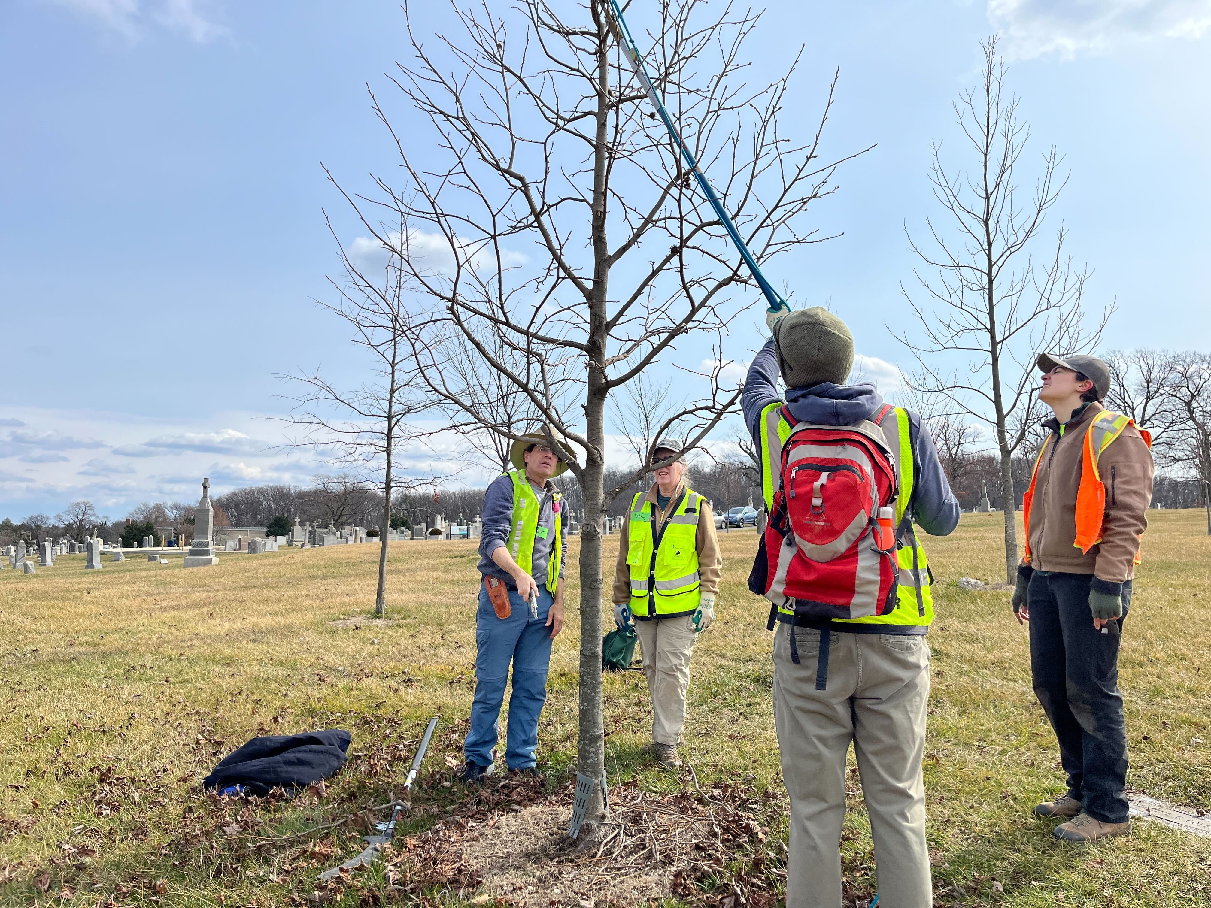 Trained volunteers pruning trees at Mount Olivet Cemetery.