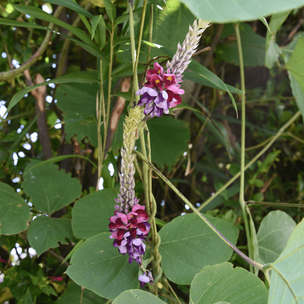 Invasive Kudzu
