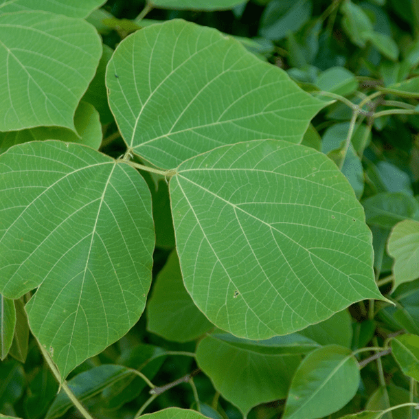 Invasive Kudzu