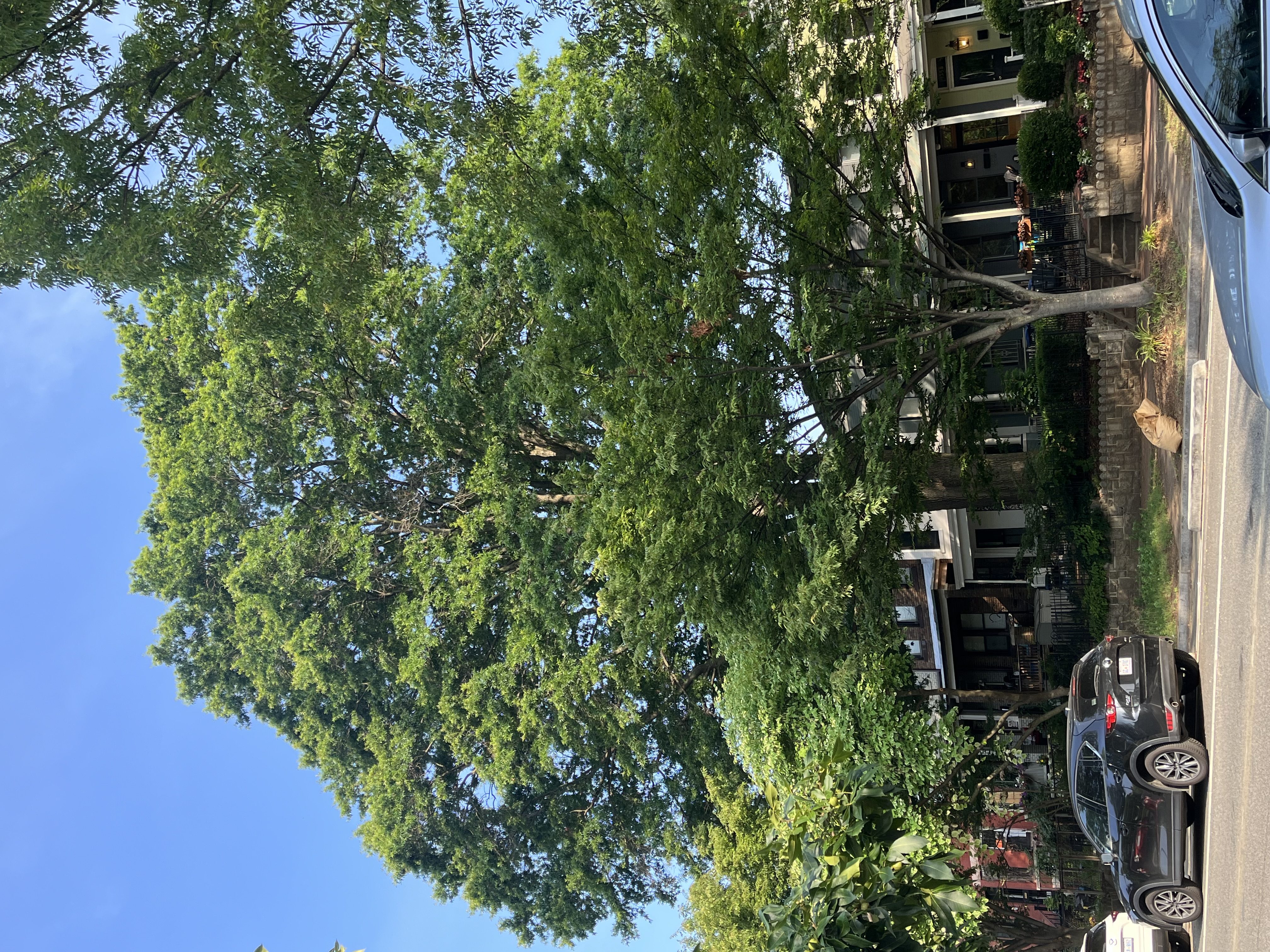 Large Tree