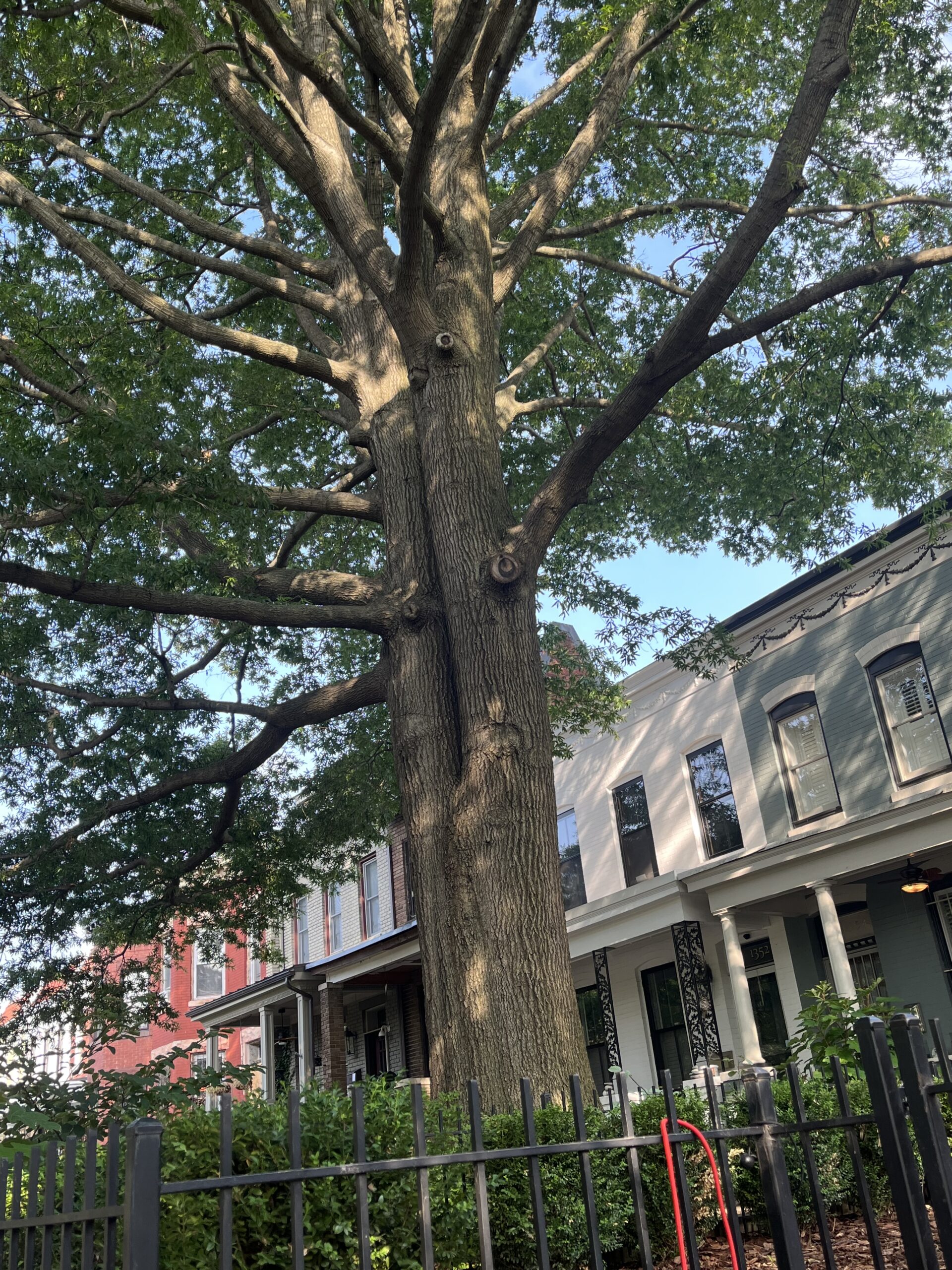 Large Tree