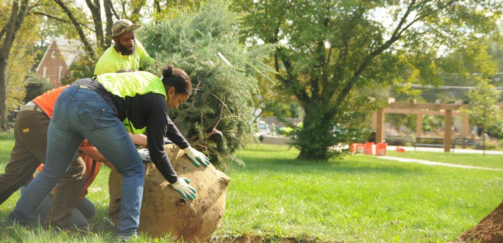 Volunteers planting a tree