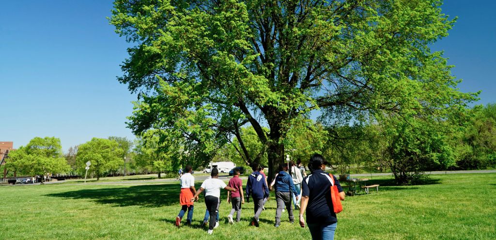 A group of students walk toward a large tree