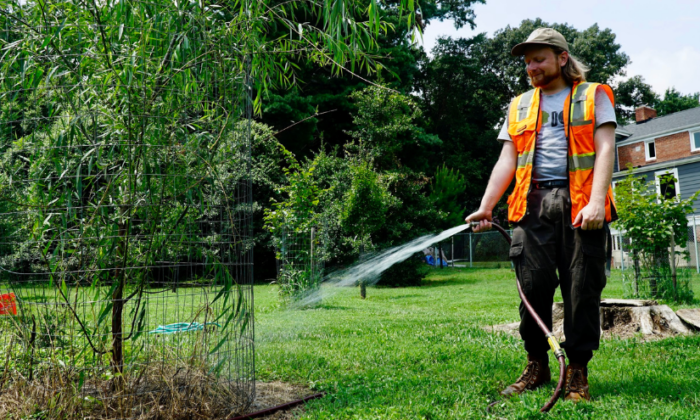 A member of the Casey Trees team waters a young tree