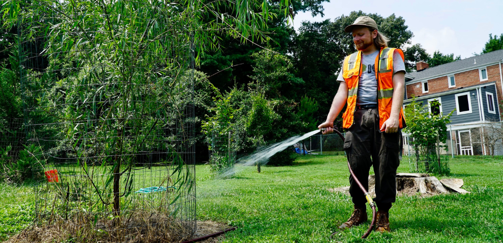 A member of the Casey Trees team waters a young tree