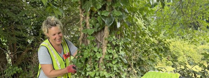 Volunteer helps remove invasive vines