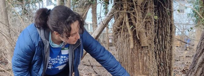 Volunteer removing invasive vines
