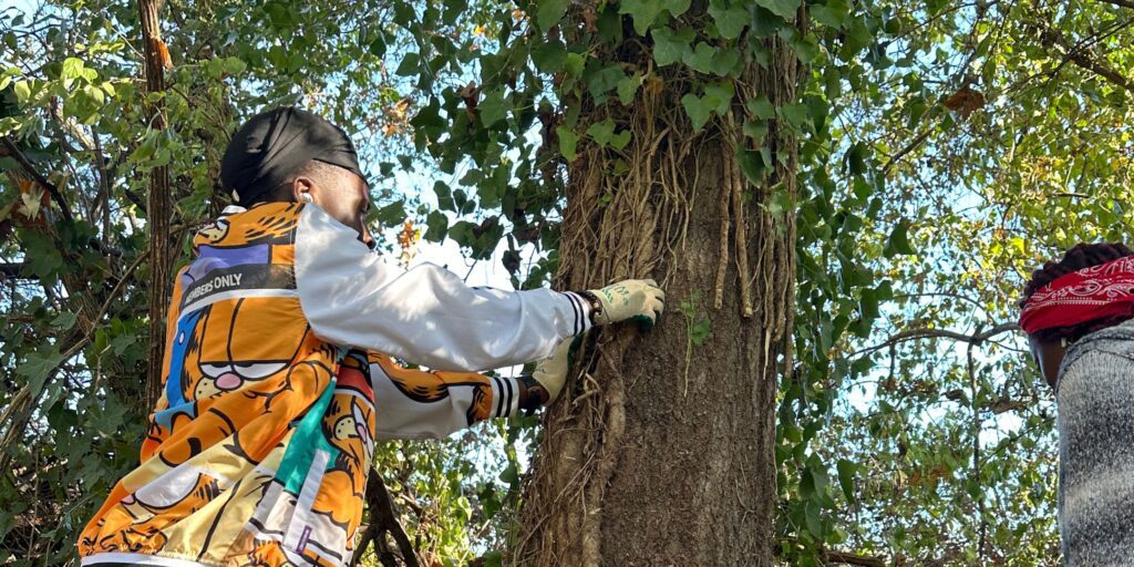 Volunteers helping remove invasive vines