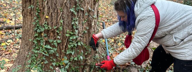 Volunteers helping remove invasive vines