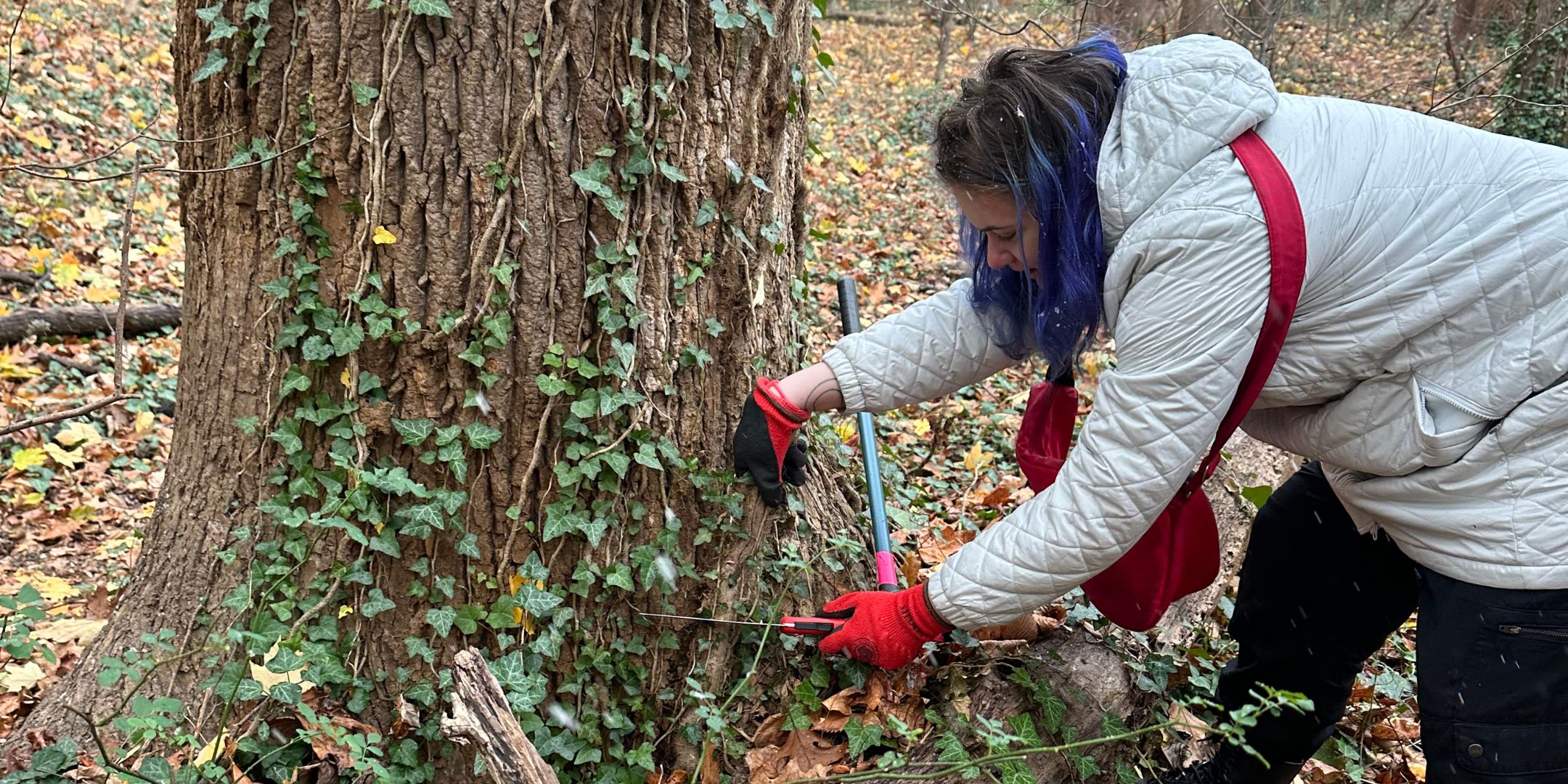 Volunteers helping remove invasive vines