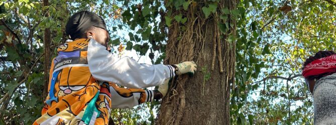 Volunteers helping remove invasive vines