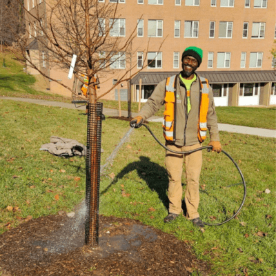 A member of the Casey Trees team waters a young tree