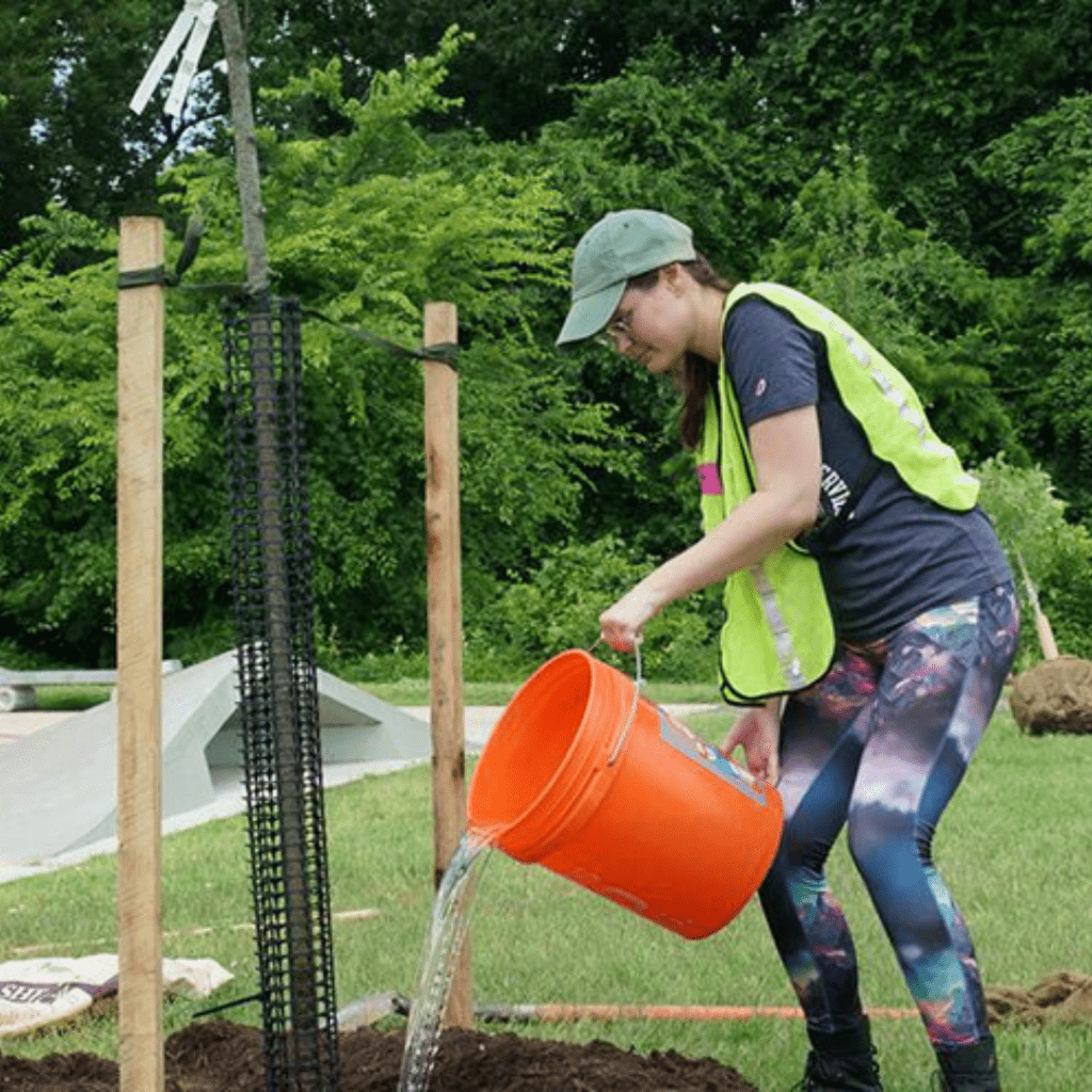 A volunteer watering a newly planted tree