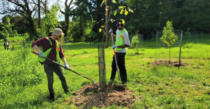 Two volunteers apply fresh mulch to a young tree