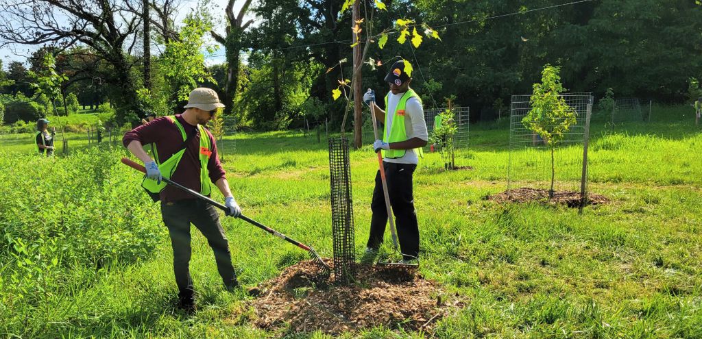 Two volunteers apply fresh mulch to a young tree